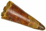 Cretaceous Fossil Crocodylomorph Tooth - Morocco #368164-1